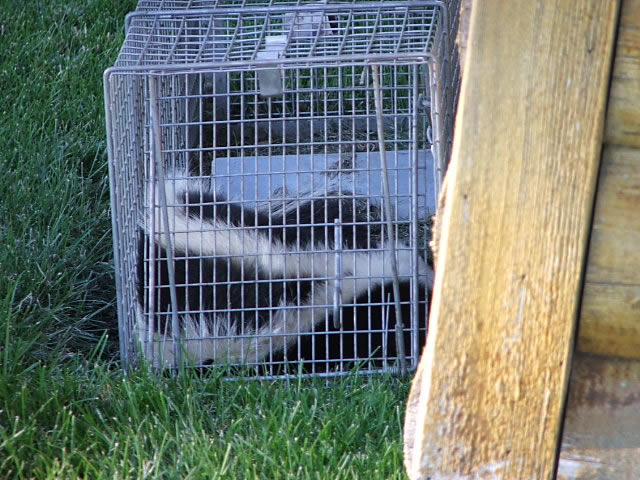 Allstate Animal Control skunk trap with live skunk inside